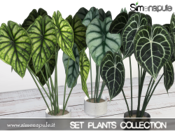 PlantsCollection122
