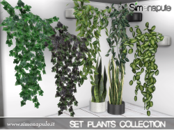 PlantsCollection14